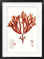 Striking Seaweed II Framed Print