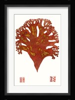 Striking Seaweed III Fine Art Print
