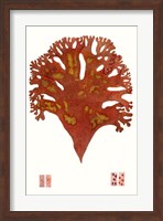 Striking Seaweed III Fine Art Print