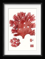 Striking Seaweed IV Fine Art Print