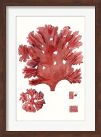 Striking Seaweed IV Fine Art Print