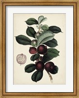 Antique Foliage & Fruit I Fine Art Print
