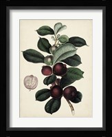 Antique Foliage & Fruit I Framed Print