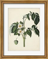 Antique Foliage & Fruit II Fine Art Print