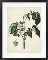 Antique Foliage & Fruit II Fine Art Print