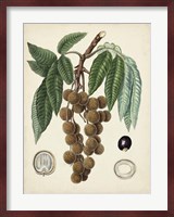 Antique Foliage & Fruit III Fine Art Print