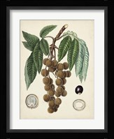 Antique Foliage & Fruit III Fine Art Print