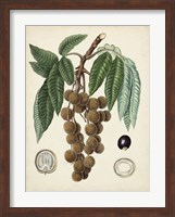 Antique Foliage & Fruit III Fine Art Print