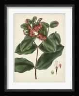 Antique Foliage & Fruit IV Framed Print