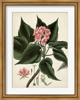 Antique Foliage & Fruit V Fine Art Print