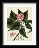 Antique Foliage & Fruit V Framed Print