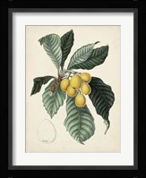 Antique Foliage & Fruit VI Framed Print