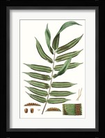 Fern Foliage I Fine Art Print
