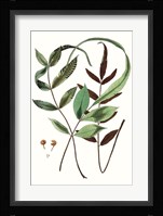 Fern Foliage II Fine Art Print
