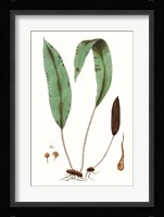 Fern Foliage III Fine Art Print