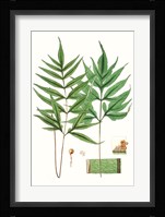 Fern Foliage IV Fine Art Print