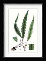 Fern Foliage V Fine Art Print