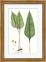 Fern Foliage VI Fine Art Print