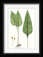 Fern Foliage VI Fine Art Print