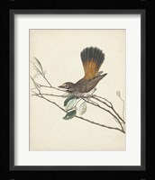 Graceful Birds II Fine Art Print