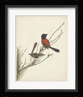 Graceful Birds III Fine Art Print
