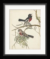 Graceful Birds IV Fine Art Print