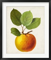 Antique Fruit I Fine Art Print