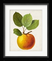 Antique Fruit I Fine Art Print