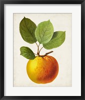 Antique Fruit I Fine Art Print