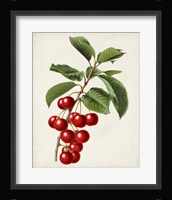 Antique Fruit II Framed Print