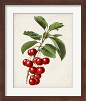 Antique Fruit II Fine Art Print