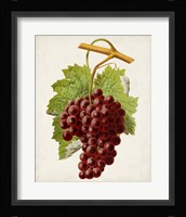 Antique Fruit III Framed Print