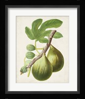 Antique Fruit IV Fine Art Print