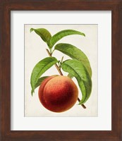 Antique Fruit V Fine Art Print