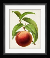 Antique Fruit V Framed Print