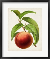 Antique Fruit V Framed Print
