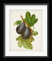 Antique Fruit VI Framed Print