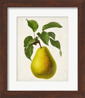 Antique Fruit VII Fine Art Print