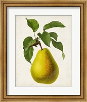 Antique Fruit VII Fine Art Print