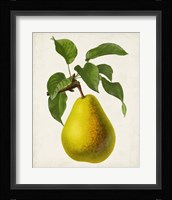 Antique Fruit VII Fine Art Print