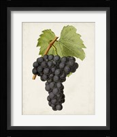 Antique Fruit VIII Framed Print