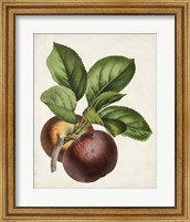 Antique Fruit IX Fine Art Print