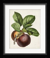 Antique Fruit IX Framed Print
