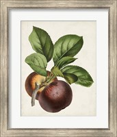 Antique Fruit IX Fine Art Print