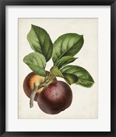 Antique Fruit IX Framed Print