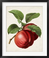 Antique Fruit X Fine Art Print