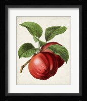 Antique Fruit X Fine Art Print
