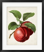 Antique Fruit X Fine Art Print