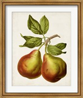 Antique Fruit XI Fine Art Print