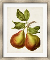 Antique Fruit XI Fine Art Print